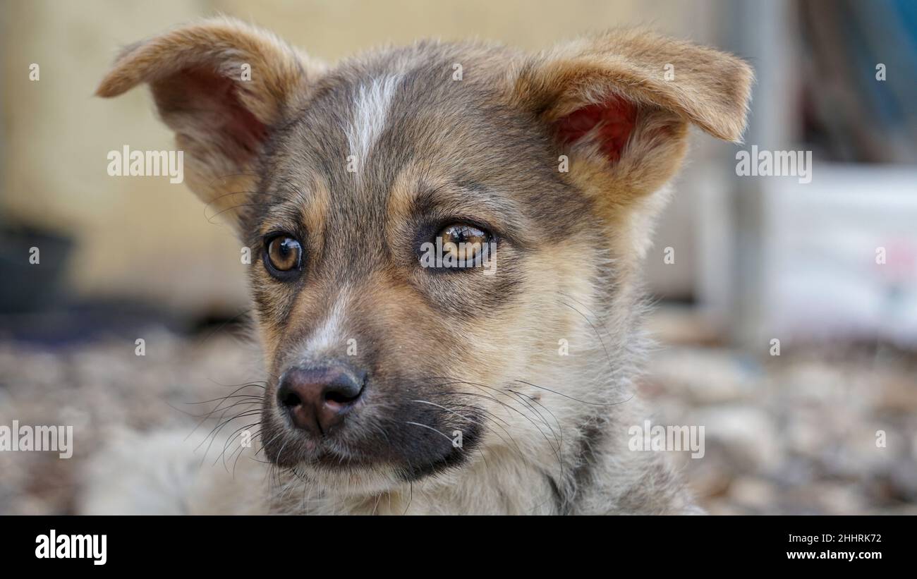 Primo piano su un cucciolo carino occhi Foto Stock