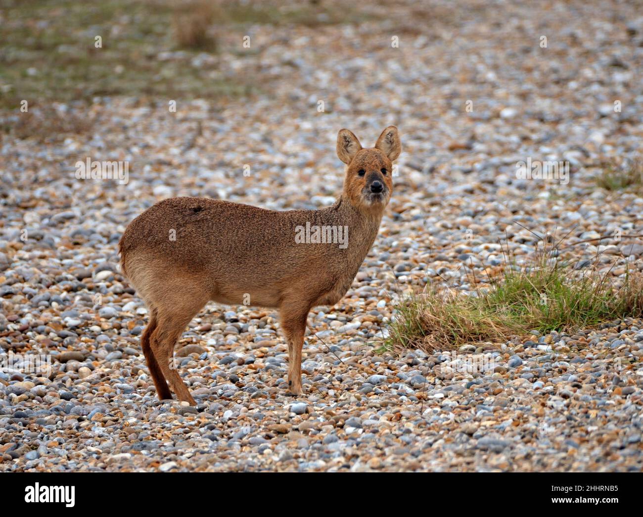 Il Water Deer che pettina la spiaggia. Cervi d'acqua cinesi, Aldeburgh, Inghilterra, Suffolk, Inghilterra, Regno Unito Foto Stock