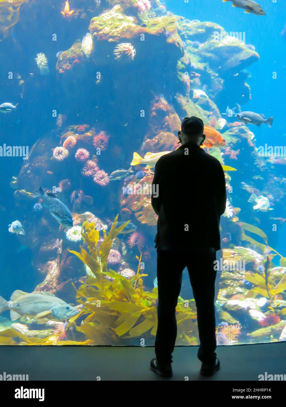 Visita l'acquario Steinhart, la California Academy of Sciences, per osservare la vita marina in un grande serbatoio Foto Stock