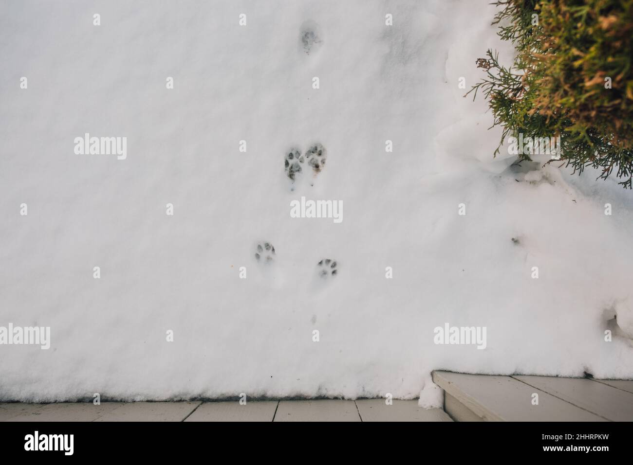 le stampe cat paw atterrano sulla neve Foto Stock