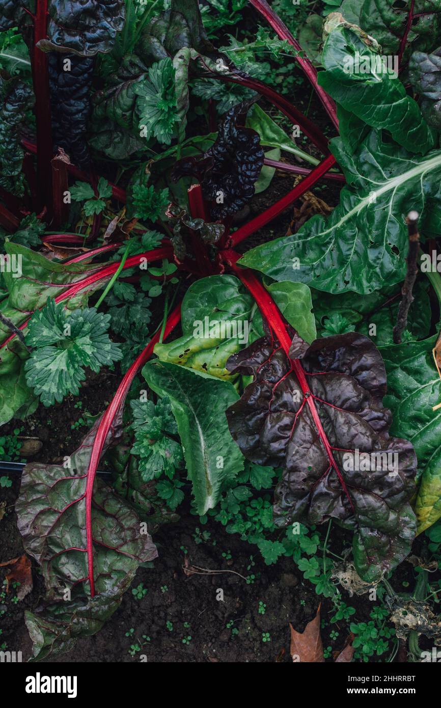 Primo piano della zizzera svizzera a stelo rosso Foto Stock