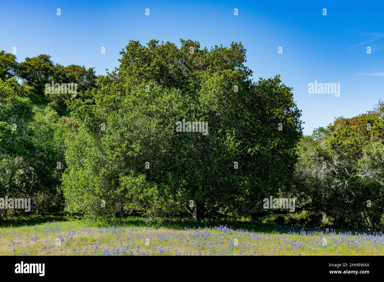 Querce e foresta sopra un prato soleggiato con lupino blu e fiori selvatici porpora Owl's Foot in Toro Park vicino Monterey, California Foto Stock