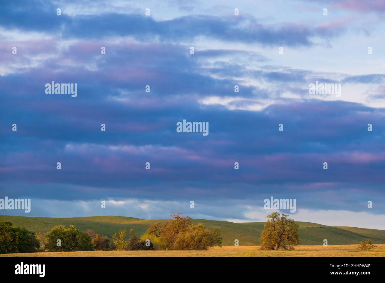 Tramonto con le nuvole viola sopra un paesaggio di campi erbosi e querce vicino Paso Robles, California Foto Stock