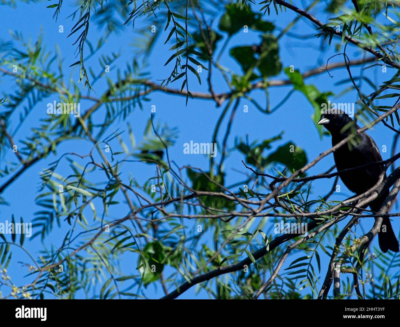 Ritratto di un uccello nero liscio-billed Ani (Crotophaga ani) arroccato in rami Vilcabamba, Ecuador. Foto Stock