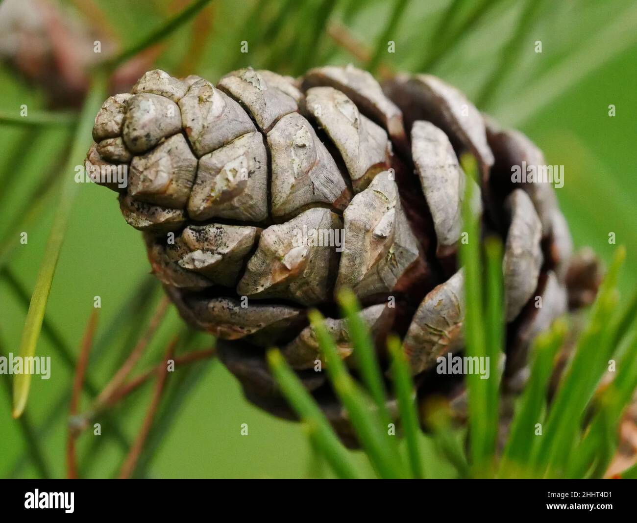 Closeup cono pino nero giapponese Foto Stock