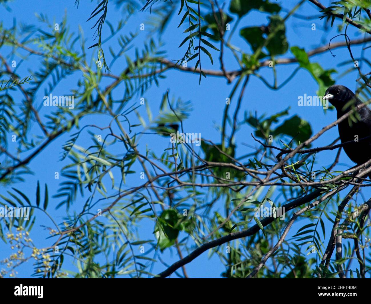 Ritratto di un uccello nero liscio-billed Ani (Crotophaga ani) arroccato in rami Vilcabamba, Ecuador. Foto Stock