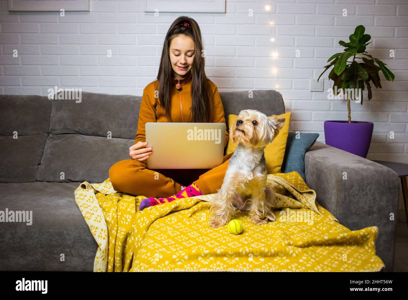 Giovane donna bruna elegante in tuta marrone è seduta su un divano grigio con il piccolo cane Yorkshire Terrier. Sorridendo ragazza sta usando il laptop per l'istruzione, Foto Stock