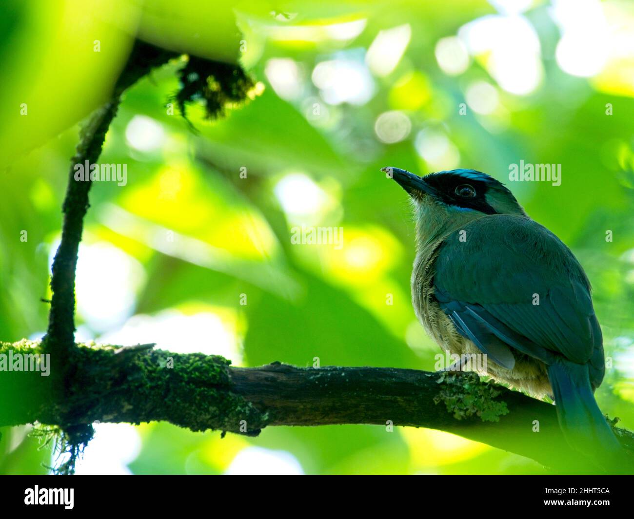 Primo piano ritratto di un colorato uccello tropicale Momott (Momotus momota) coronato in branca a Vilcabamba, Ecuador. Foto Stock