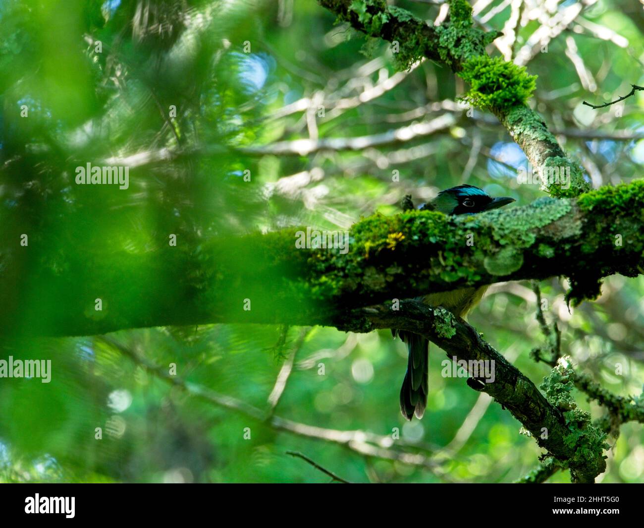 Primo piano ritratto di un colorato uccello tropicale Momott (Momotus momota) incoronato blu nascosto dietro ramo a Vilcabamba Ecuador. Foto Stock