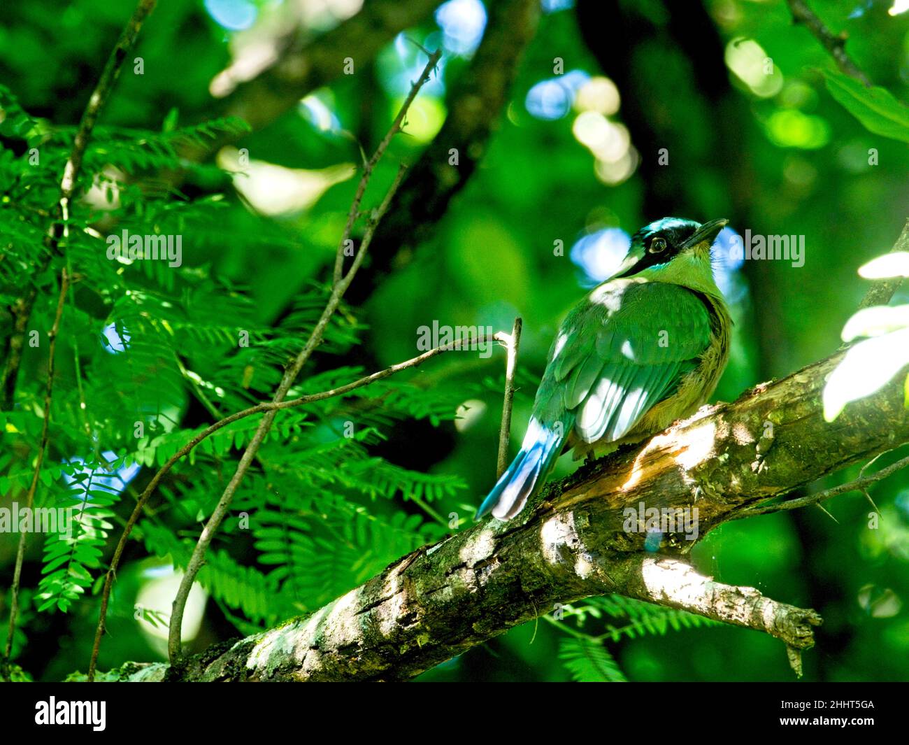 Primo piano ritratto di un colorato uccello tropicale Momott (Momotus momota) coronato blu nascosto sul ramo a Vilcabamba Ecuador. Foto Stock