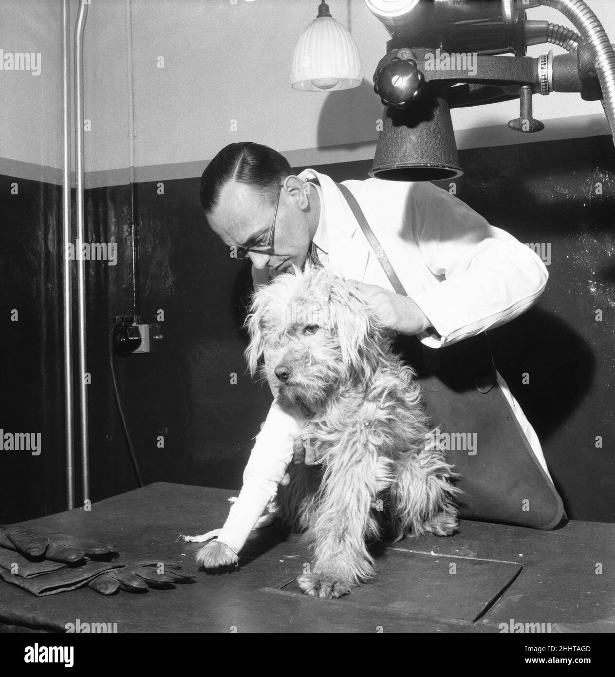 PDSA Hospital Ilford 19th marzo 1954A assistente veterinario prepara un cane con una gamba rotta per una radiografia al dispensario del popolo per gli animali malati Hospital, a llford (Essex). Foto Stock