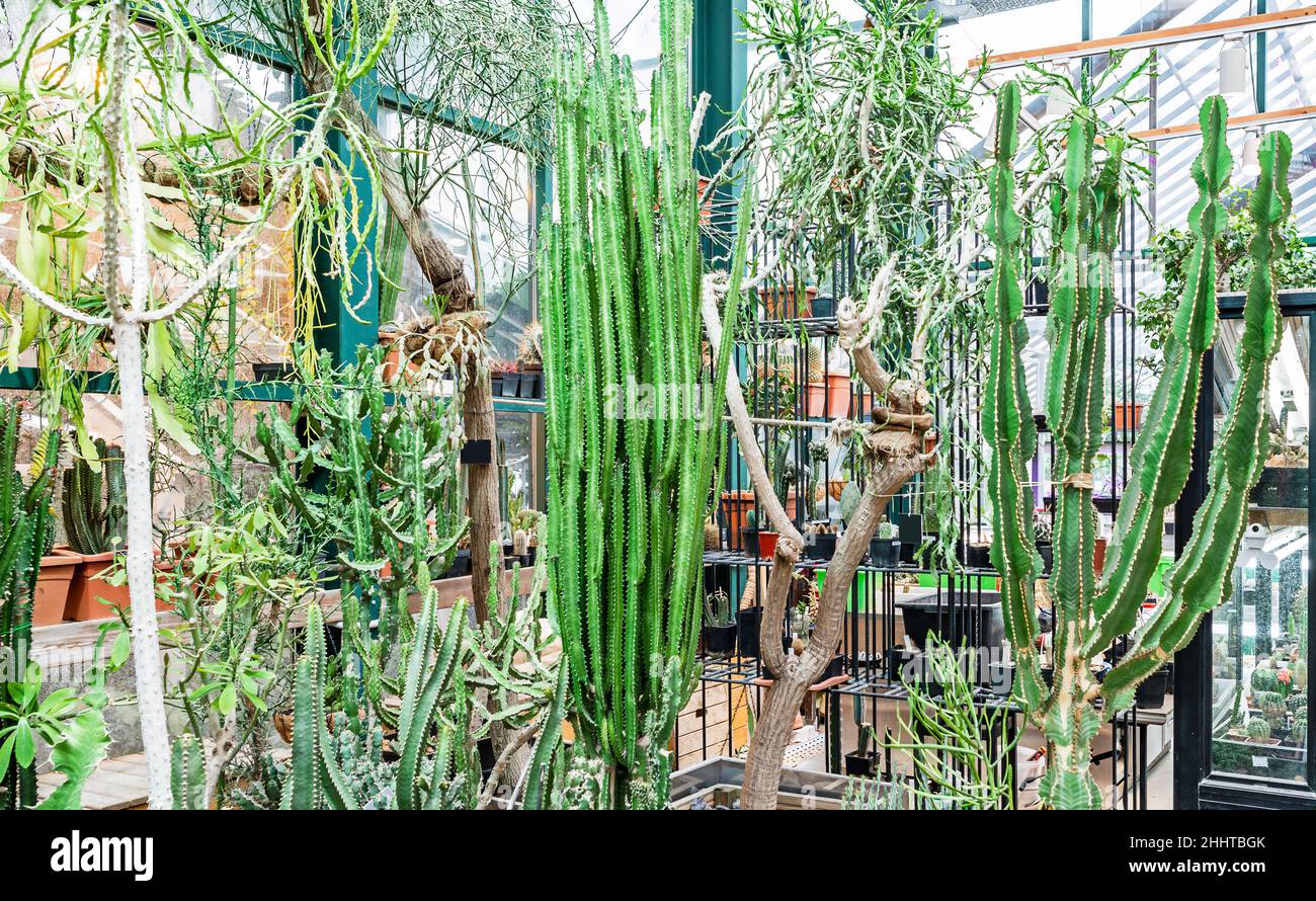 Molte piante differenti della famiglia Euphorbiaceae nella serra, una varietà di cactus alti Foto Stock