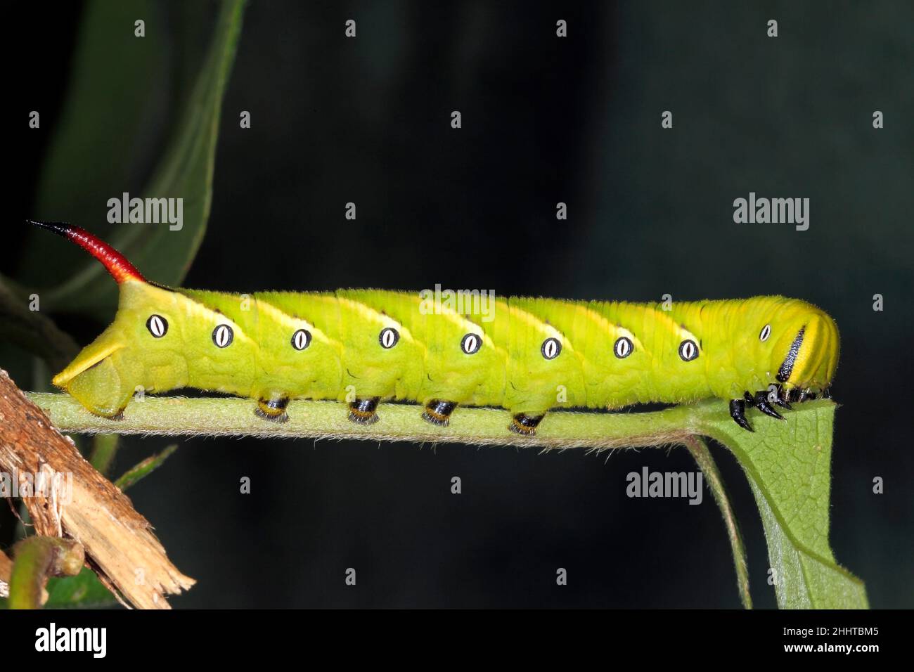 Convolvulus Hawk Moth caterpillar, Agrius convolvuli. Coffs Harbour, New South Wales, Australia Foto Stock