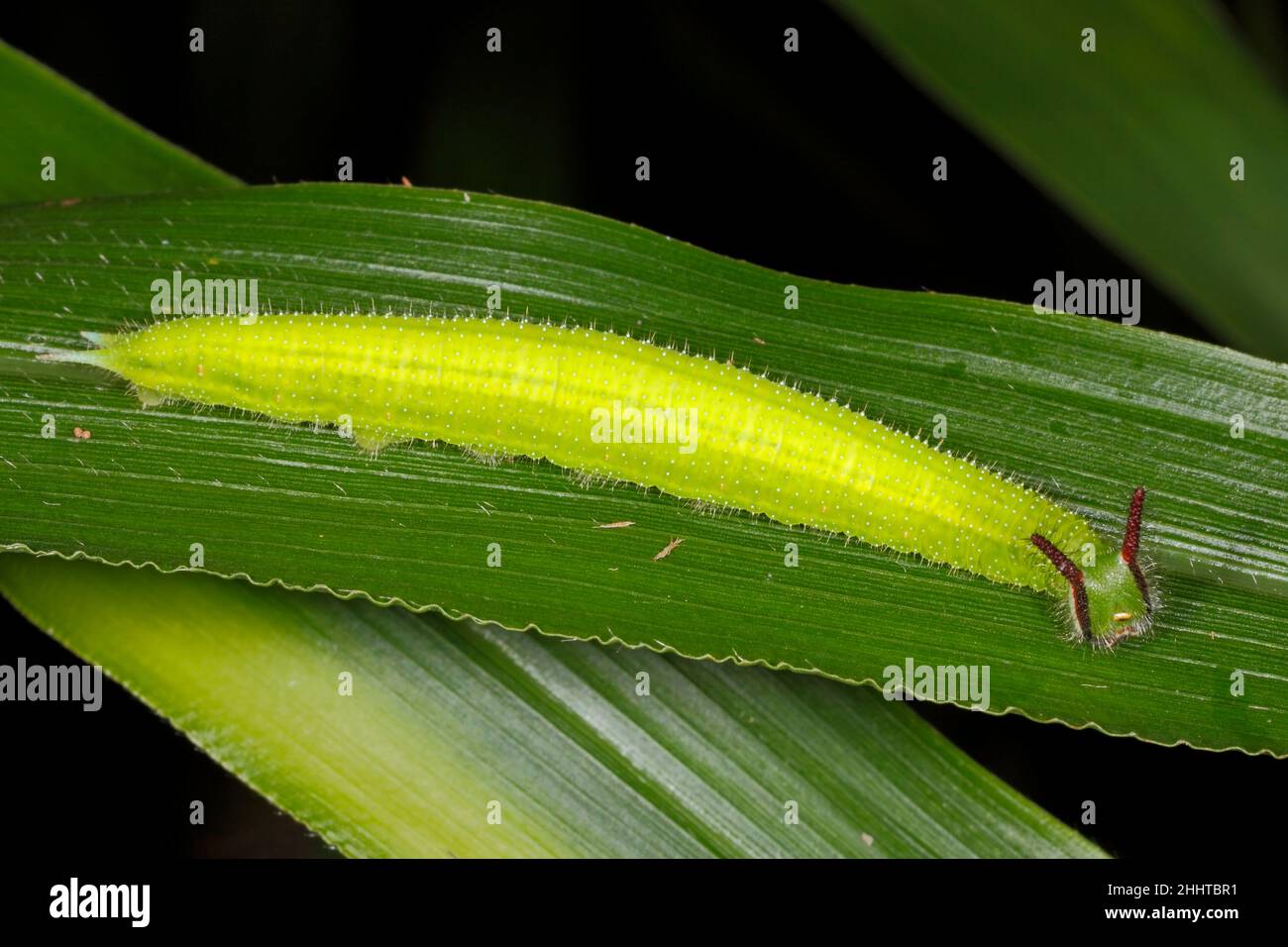 Serata comune Brown Butterfly caterpillar, Melanitis leda. Questo caterpillar si nutre di erbe. Coffs Harbour, New South Wales, Australia Foto Stock