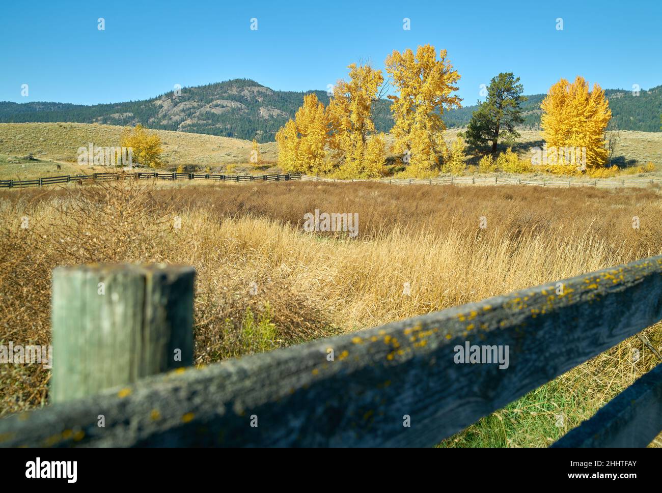 Ranchland Fall Colors e Fence. Ranchland e alberi autunnali nella valle di Nicola della Columbia Britannica. Foto Stock