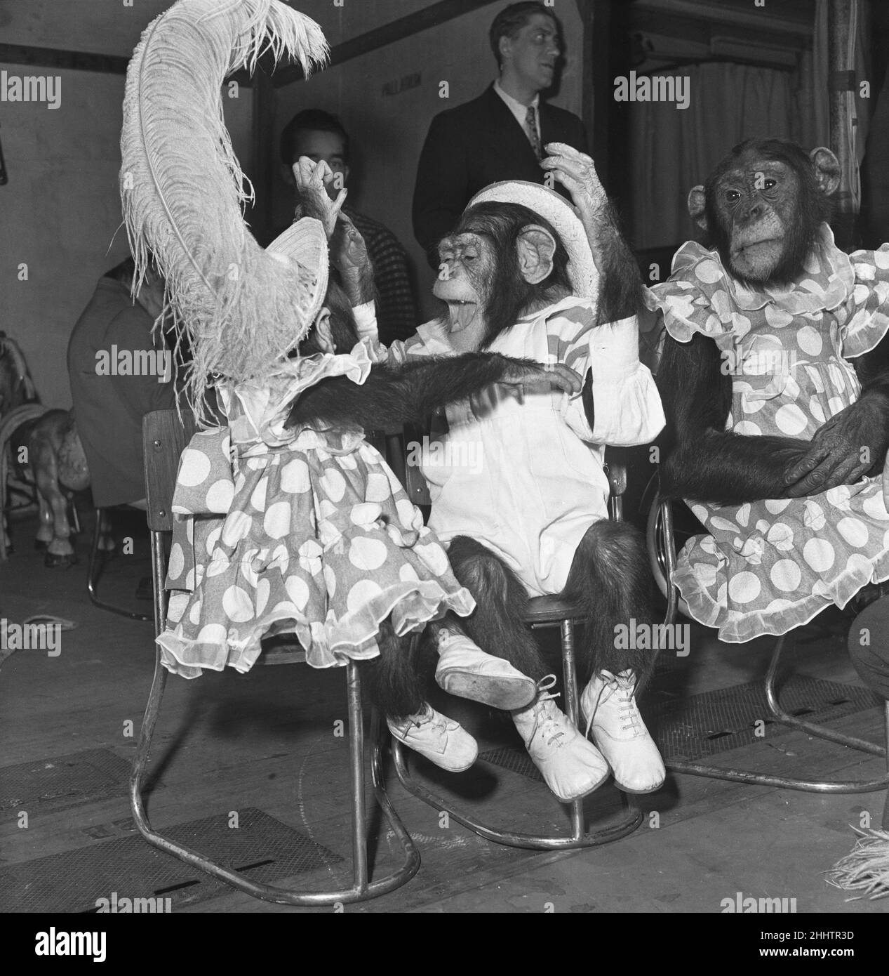 Gene Detroy Chimpanzee's 12th marzo 1954If qualsiasi pubblico al London Palladium sentire risate provenienti dalle ali mentre gene Detroy è sul palco con il suo scimpanzee atto sarà molto probabilmente una mano di scena che sta tenendo d'occhio le scimpanzé che stanno aspettando loro gira per continuare. Per gli antici che si alzano nelle ali sono quasi migliori di quelli che fanno sul palco Foto Stock