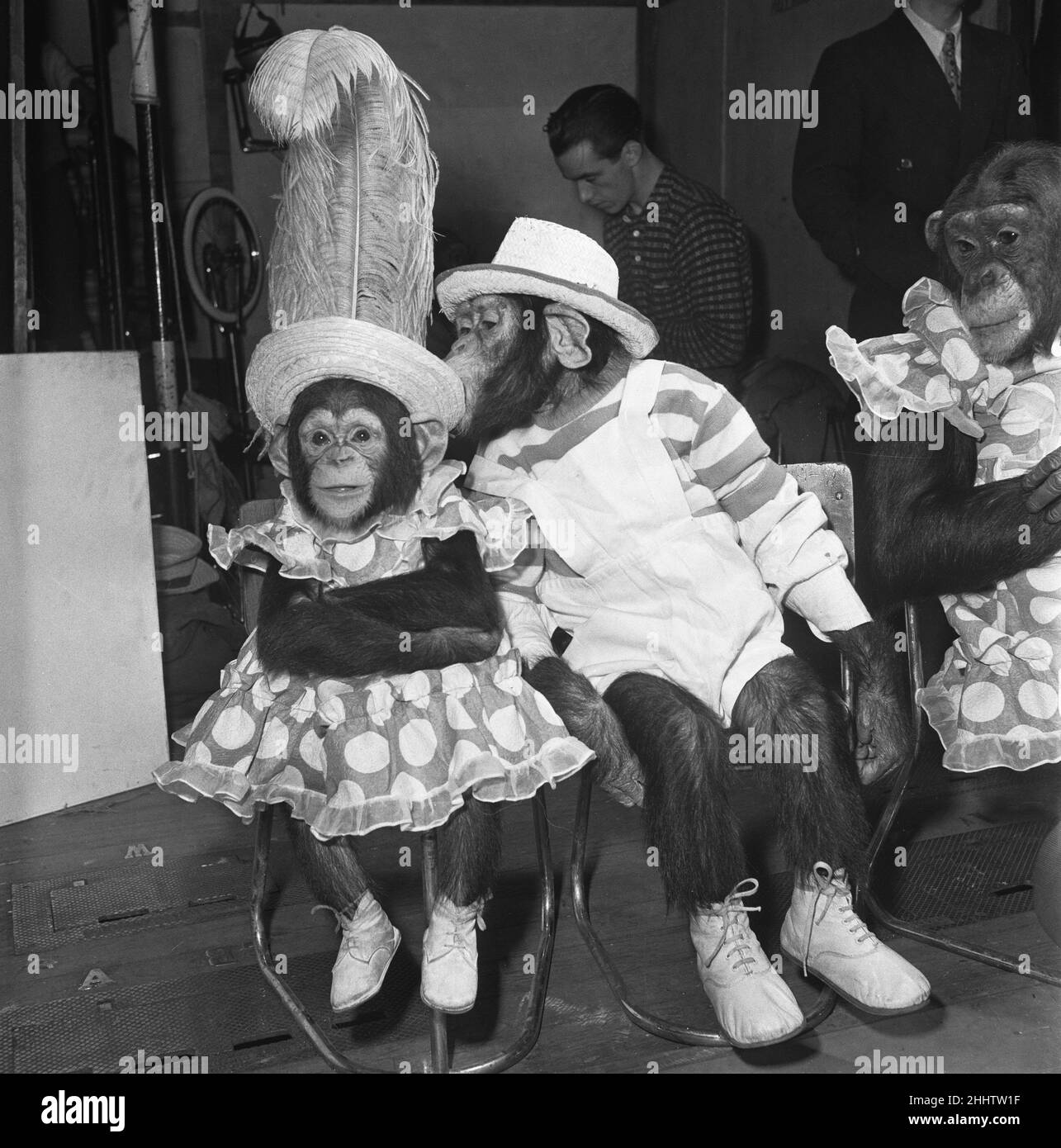 Gene Detroy Chimpanzee's 12th marzo 1954If qualsiasi pubblico al London Palladium sentire risate provenienti dalle ali mentre gene Detroy è sul palco con il suo scimpanzee atto sarà molto probabilmente una mano di scena che sta tenendo d'occhio le scimpanzé che stanno aspettando loro gira per continuare. Per gli antici che si alzano nelle ali sono quasi migliori di quelli che fanno sul palco Foto Stock