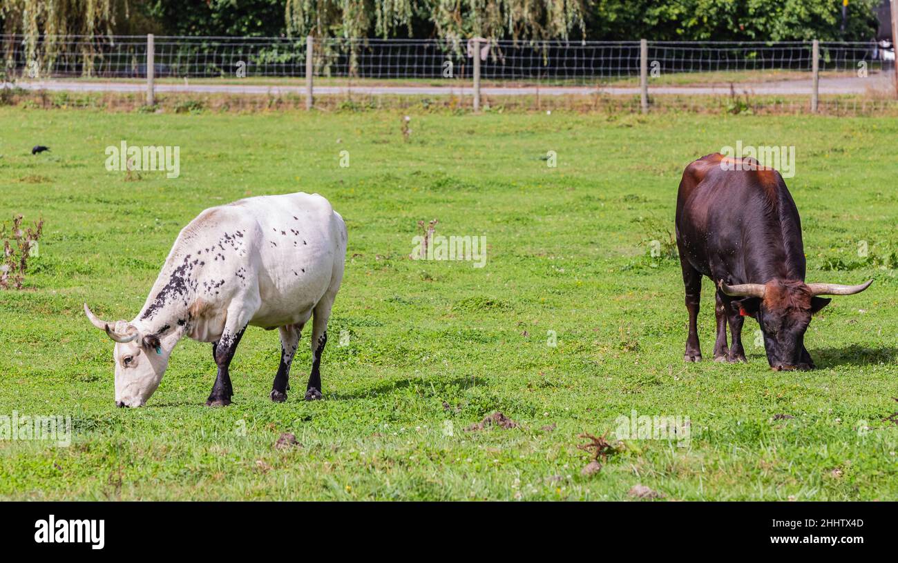 Mucche sul pascolo estivo in campagna. Foto Stock