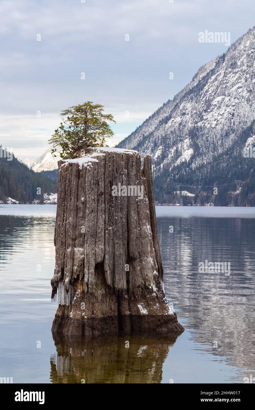 Un piccolo albero cresce contro le probabilità che le radici di impostazione in su da solo nel mezzo di un lago di montagna Foto Stock