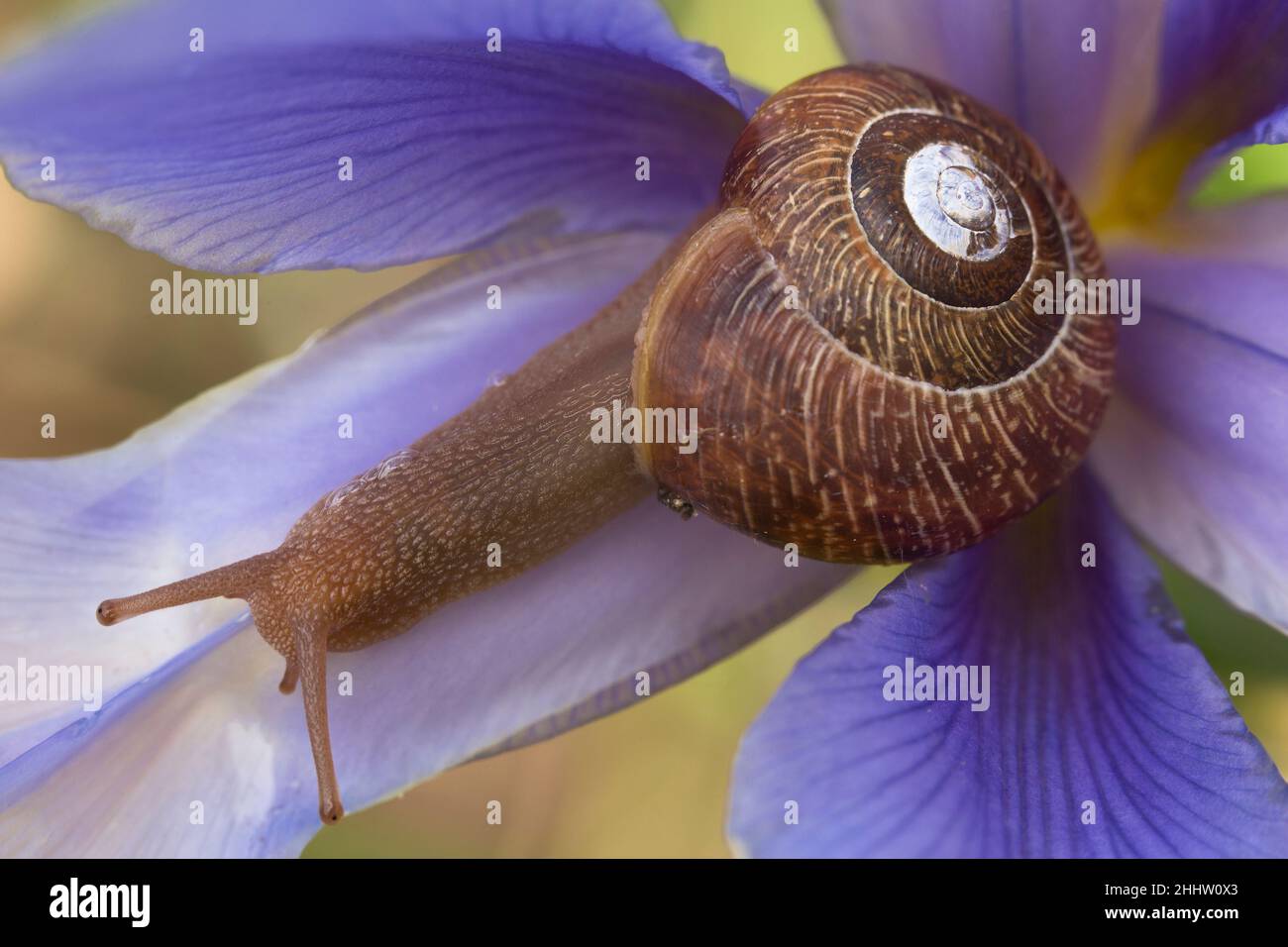 Una lumaca giardino all'interno di un fiore viola iride Foto Stock