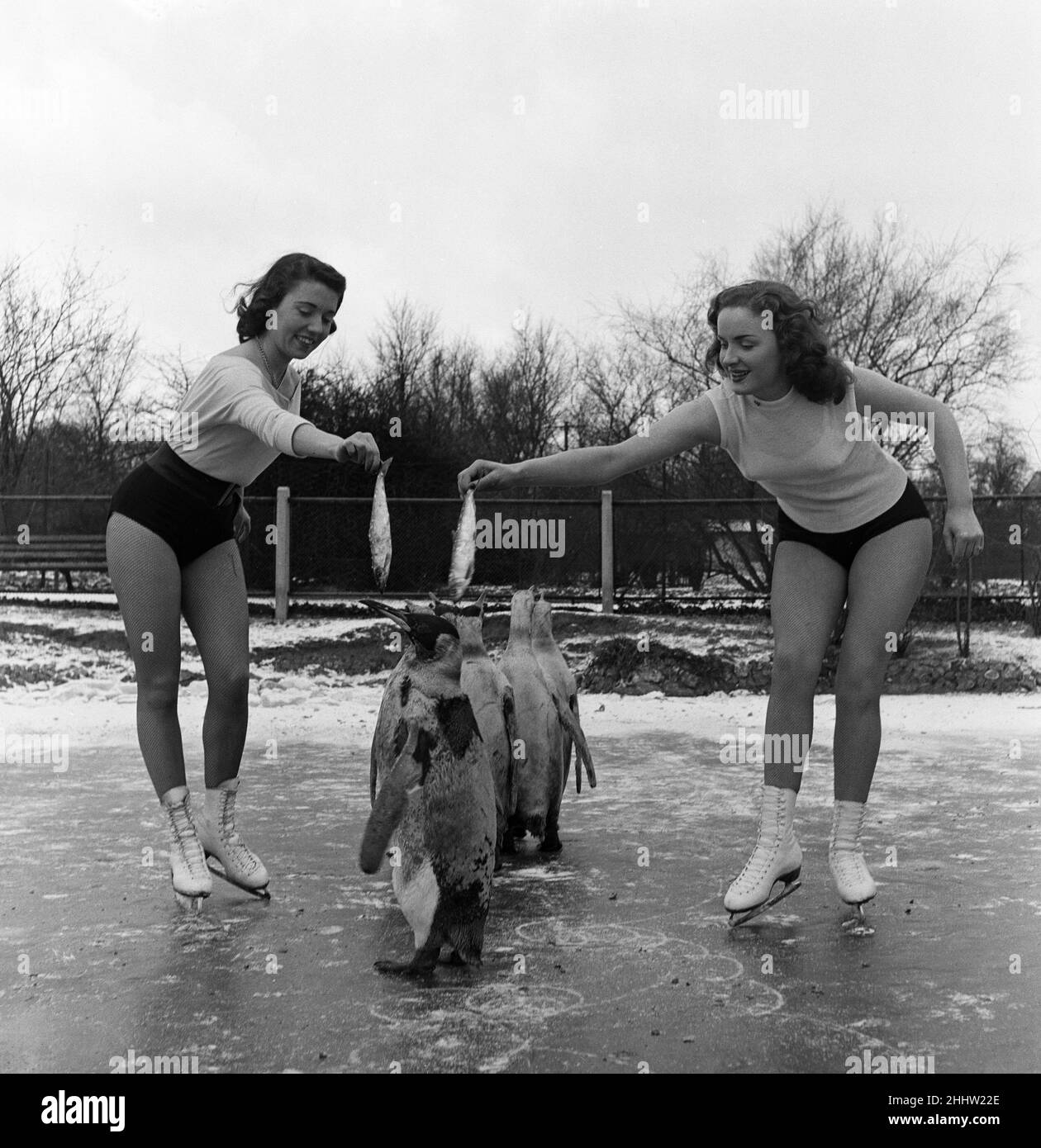 Penguin ice skating Foto e Immagini Stock in Bianco e Nero - Alamy