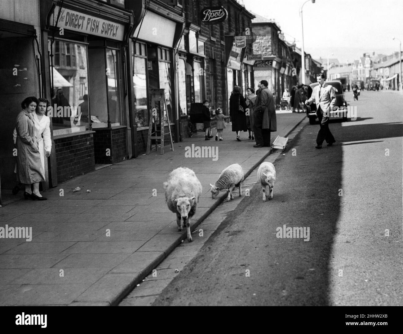 Pecore che camminano lungo una strada dello shopping a Treorchy, un villaggio nel distretto della contea di Rhondda Cynon Taf, Mid Glamorgan, Galles. 15th aprile 1955. Foto Stock