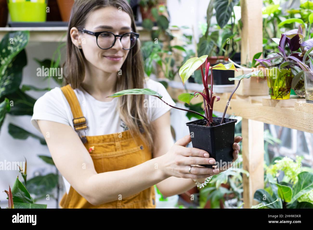 Lavoro in giardino casa. Fiorista freelancer prendersi cura di piante indoor crescere in serra o negozio floreale Foto Stock
