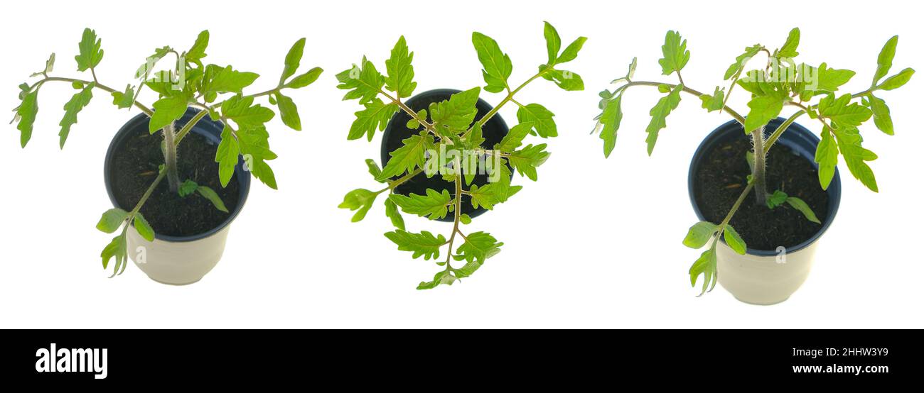 Piantine di pomodoro. Banner vegetale da coltivazione. Piante verdi di pomodoro in pentole isolate su background.growing pomodori biologici naturali bianchi. Foto Stock