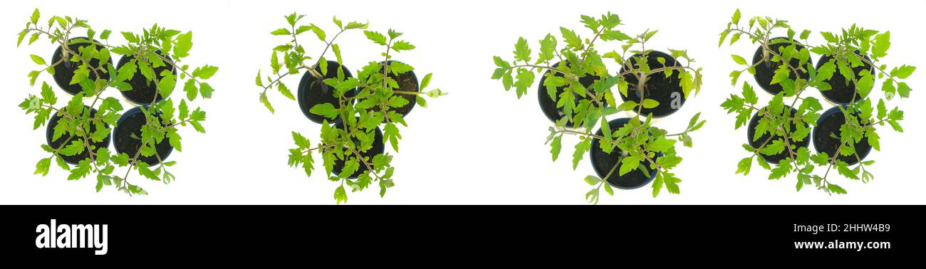 Piantine di pomodoro. Banner di coltivazione di verdure. Piante verdi di pomodoro in pentole primo piano isolate su bianchi pomodori biologici naturali biologici background.growing. Vista Foto Stock