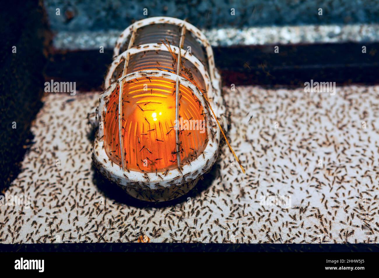 Un sacco di zanzare intorno alla lampada . Attrezzatura di illuminazione con insetti Foto Stock