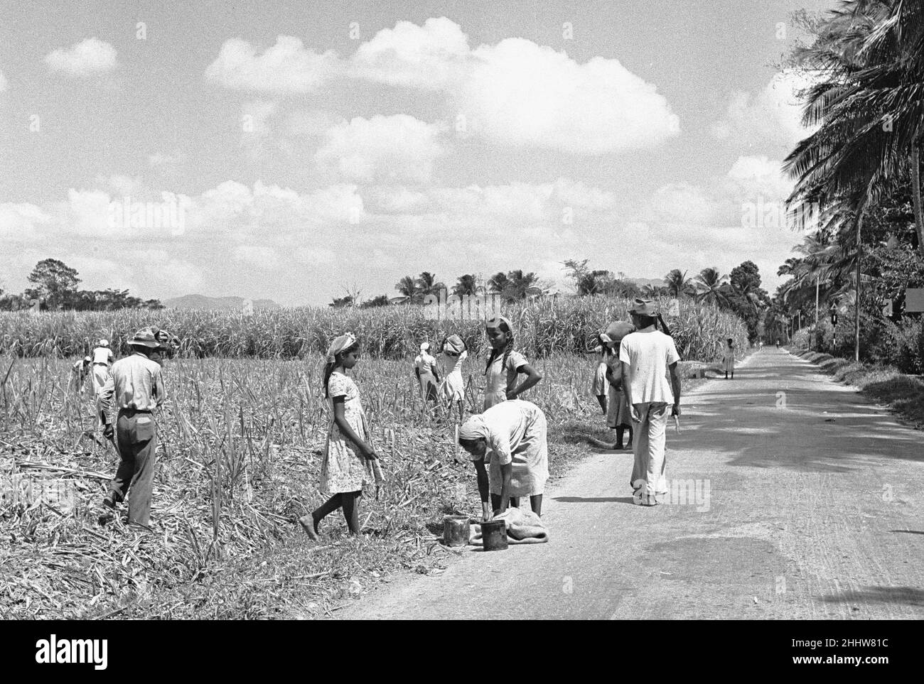 Discendenti di lavoratori indenturati dell'India orientale che lavorano nei campi di canna da zucchero a Trinidad. Circa dicembre 1946 Foto Stock