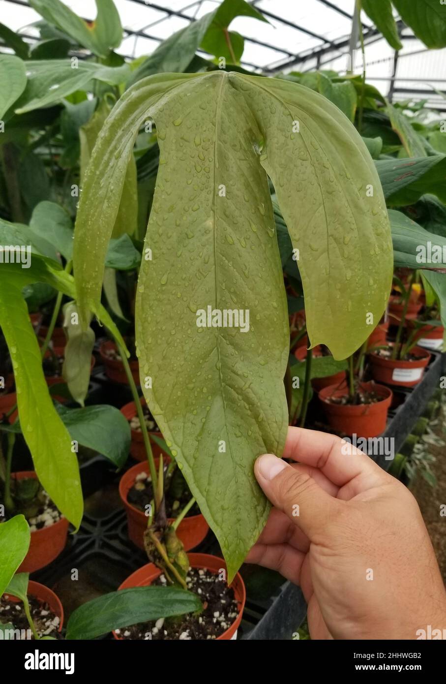 Bella foglia verde di Philodendron Tripartitum , una popolare casalinga Foto Stock