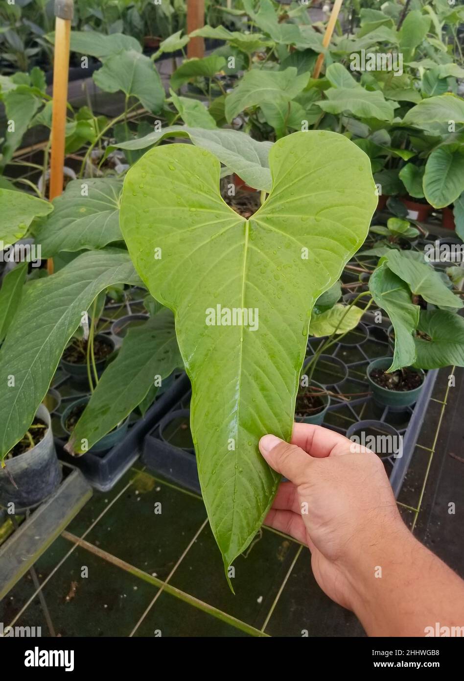 Bella foglia verde di Anthurium Argyrostachyum , una popolare casa Foto Stock