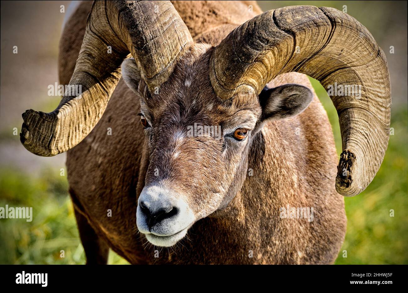Una vista frontale ravvicinata di una pecora selvaggia di Rocky Mountain Bighorn (Ovis canadensis), faccia ravvicinata e corna nella campagna Alberta Canada. Foto Stock Una vista frontale ravvicinata di una pecora selvaggia di Rocky Mountain Bighorn (Ovis canadensis), faccia ravvicinata e corna nella campagna Alberta Canada. Foto Stock