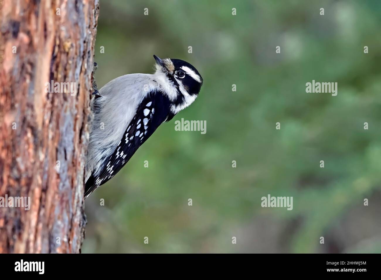 Un picchio di Downey Picoides pubescens; camminando su un tronco di albero foraging per insetti nel Alberta rurale Canada. Foto Stock