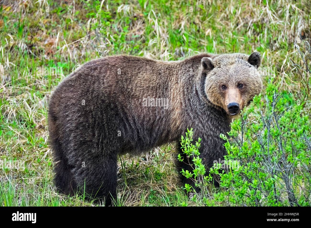 Una vista laterale di un orso grizzly femmina selvatico (Ursus arctos), foraging nella vegetazione primaverile nella campagna Alberta Canada Foto Stock