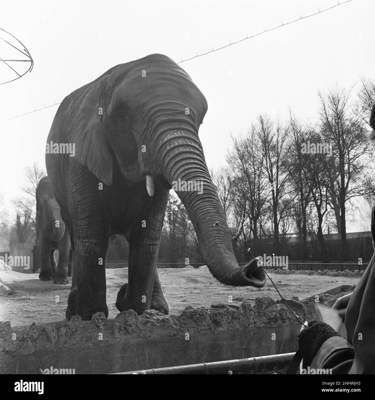 Elefanti al London Zoo Elephant House a Regents Park. 26th marzo 1954 Foto Stock