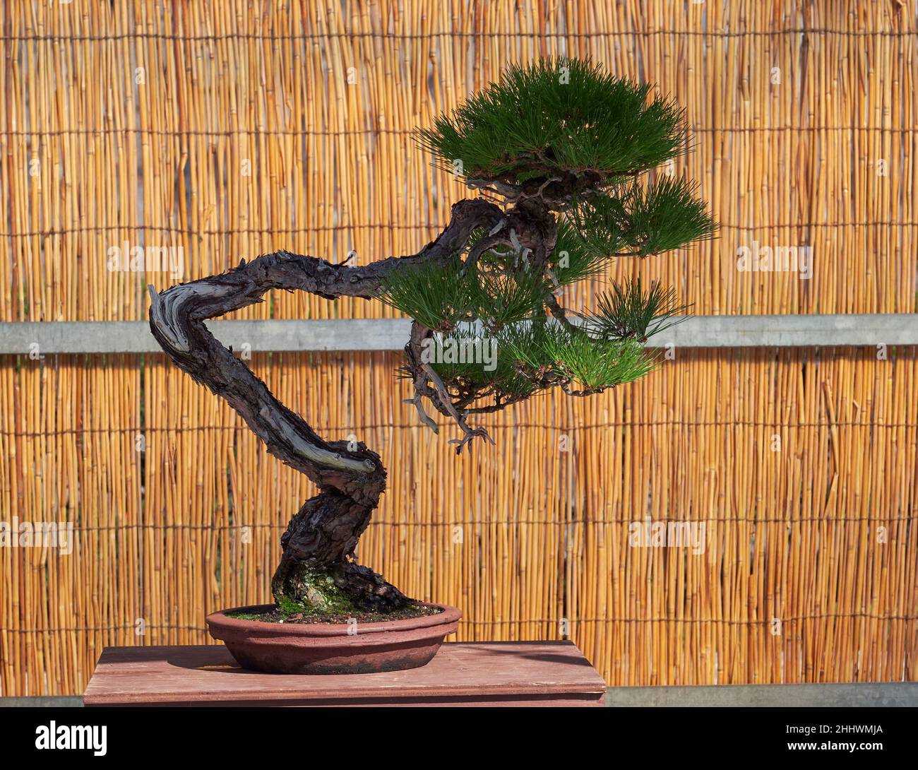 Nagoya, Giappone – 20 ottobre 2019: La vista del bonsai decorativo albero di Japanes Pino Nero all'annuale Nagoya Castle Bonsai Show. Nagoya. Giappone Foto Stock