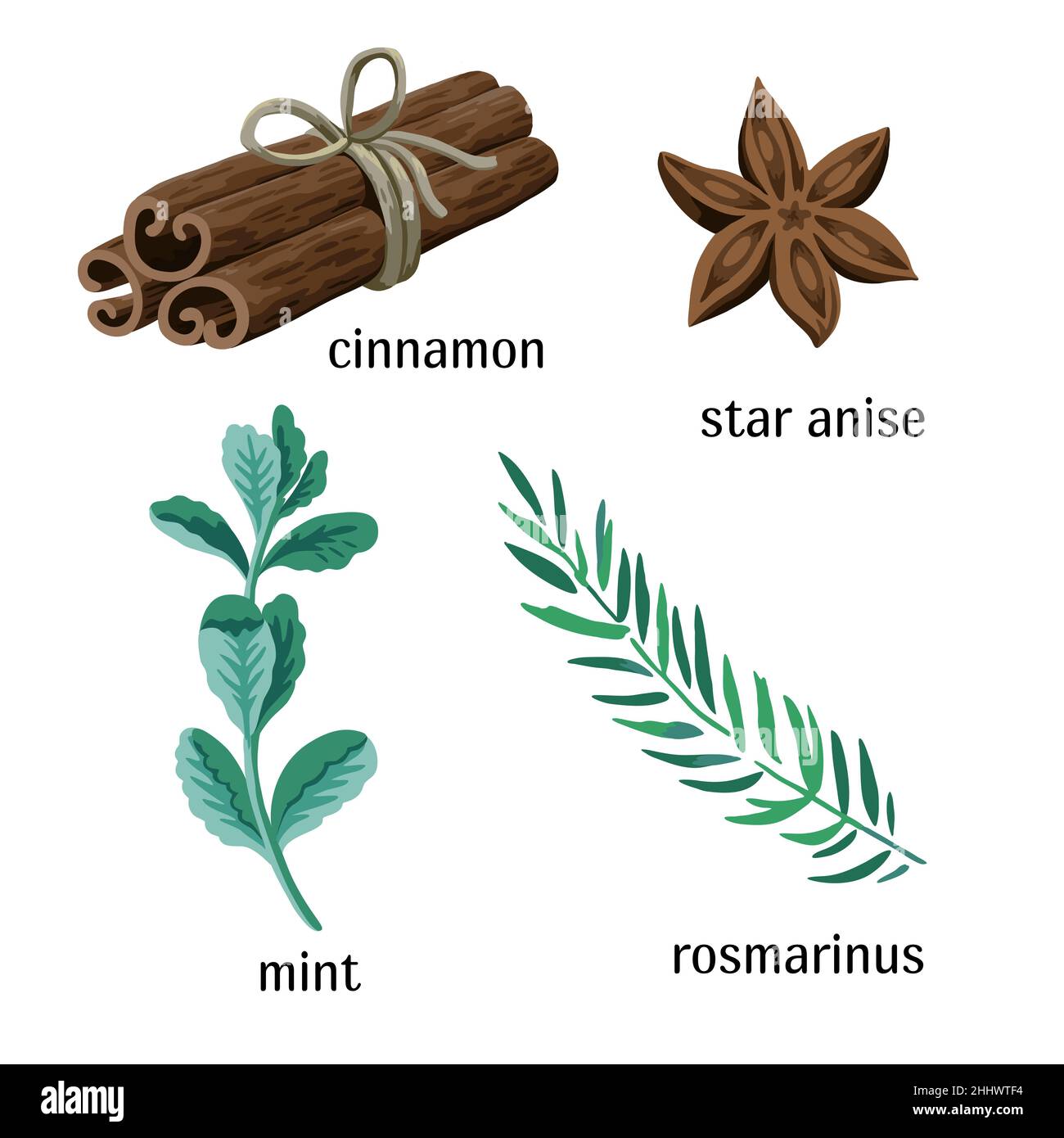 Estrazione vettoriale di spezie ed erbe, cannella, anice stellato, rosmarino e menta, isolato su sfondo bianco. Illustrazione Vettoriale