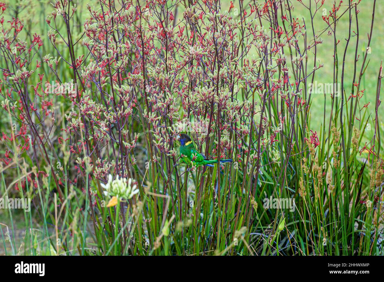 Pappagallo Australiano del Ringneck che mangia i fiori carichi di nettare del Kangaroo Paw Rosso Foto Stock