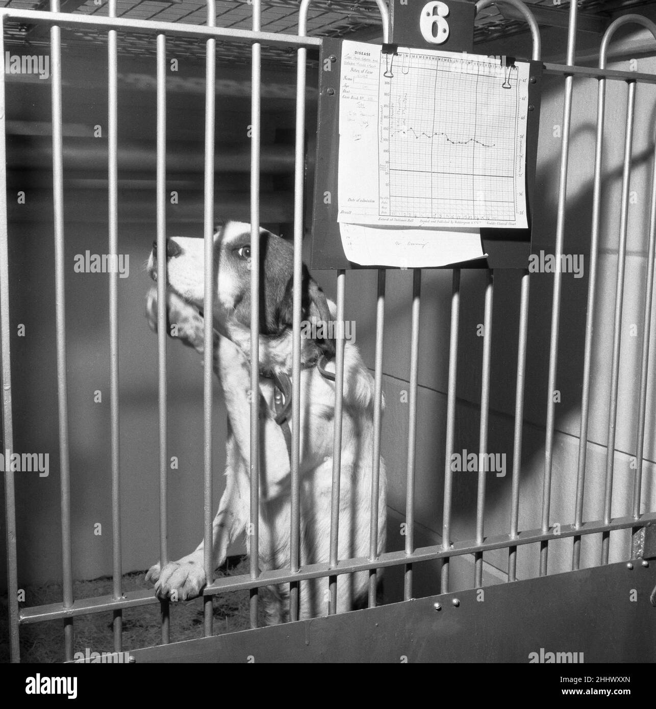 Toby è nel doghouse. Il 19th marzo 1954They mi prese la temperatura e gli dissero: "Toby sei un cane malato". Così in un armadio all'ospedale degli animali andai. Mi hanno dato il colpo dispari della penicillina e ora dicono che la mia temperatura sta scendendo e presto sarò abbastanza adatto a Vai a casa. Non posso dire che mi dispiace di lasciare questo doghouse. Attenzione, il trattamento meraviglioso e ospedali come questo, gestito dal dispensario del popolo per gli animali malati, a lllford (Essex), sono un vero vantaggio per i proprietari di animali domestici che non possono permettersi un trattamento 'veta'. Ma amo gli ampi spazi aperti. E io sono rarin' per superare questi b Foto Stock