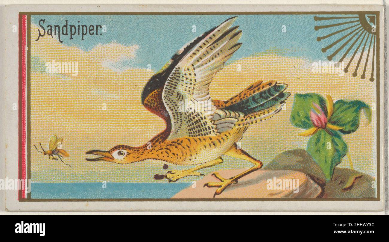 Sandpiper, della serie Game Birds (N13) per Allen & Ginter Cigarettes Brands 1889 rilasciato da Allen & Ginter American Trade cards della serie 'Game Birds' (N13), rilasciato nel 1889 in un set di 50 carte per promuovere sigarette a marchio Allen & Ginter. Sandpiper, della serie Game Birds (N13) per Allen & Ginter Cigarettes Brands 407971 Foto Stock