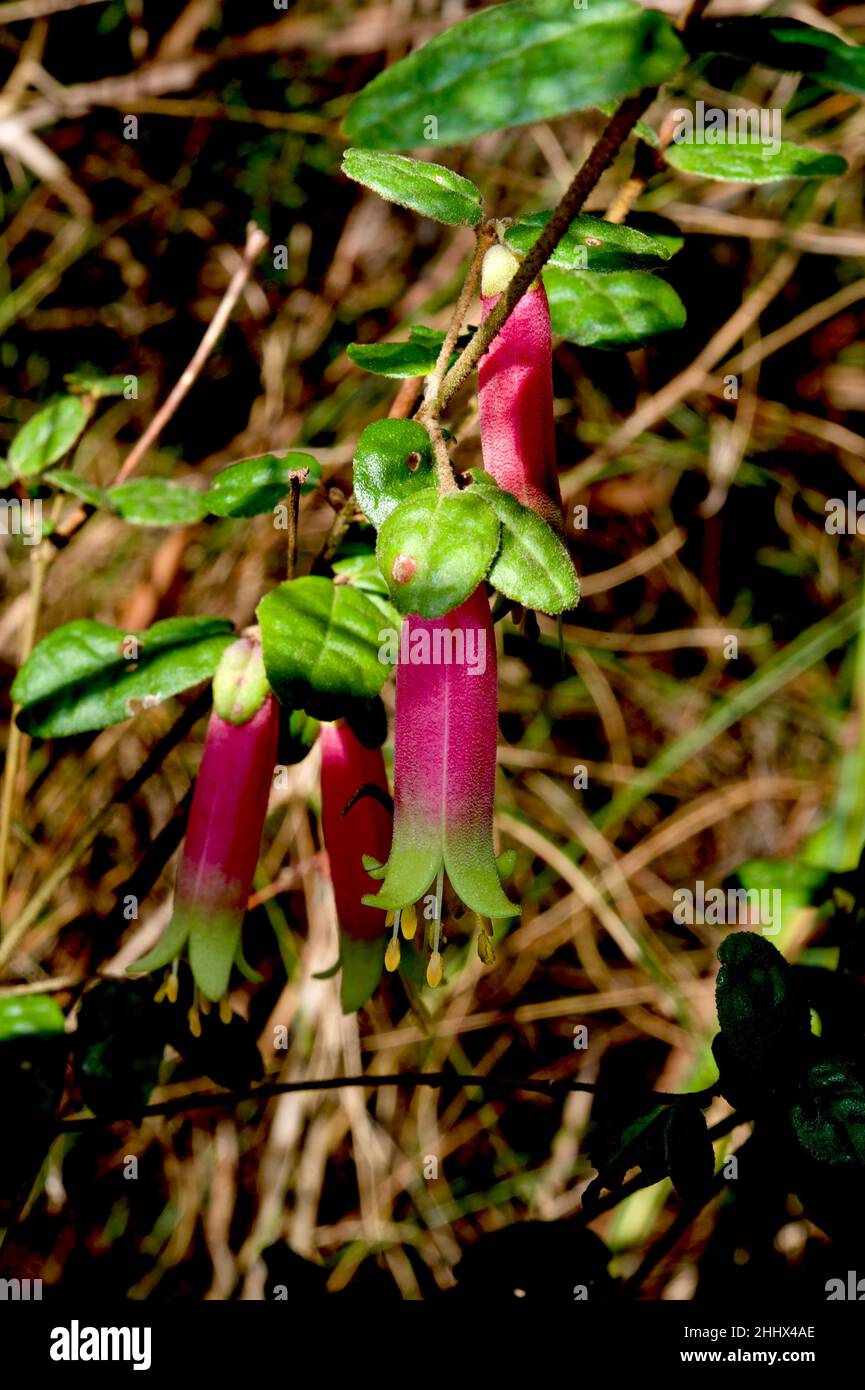 I cespugli Correa (Correa Reflexa) sono disponibili in 2 colori, rosso o verde, ma mai sullo stesso cespuglio. Essi sono la stessa specie, e spesso crescono l'uno vicino all'altro. Foto Stock