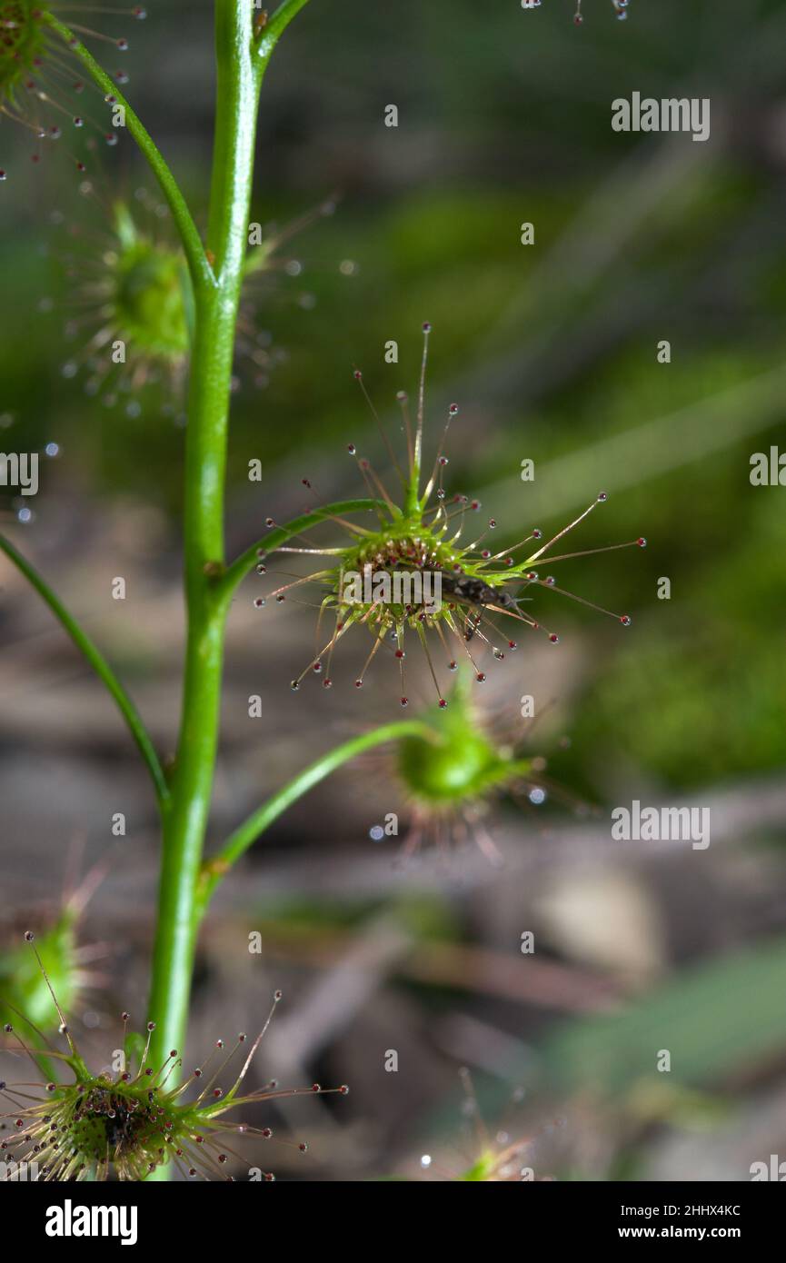 I solchi dell'orecchio (Drosera Peltata Auriculata) è anche conosciuto come Tall Sundew. È una pianta molto comune che mangia insetti nei boschi australiani. Foto Stock