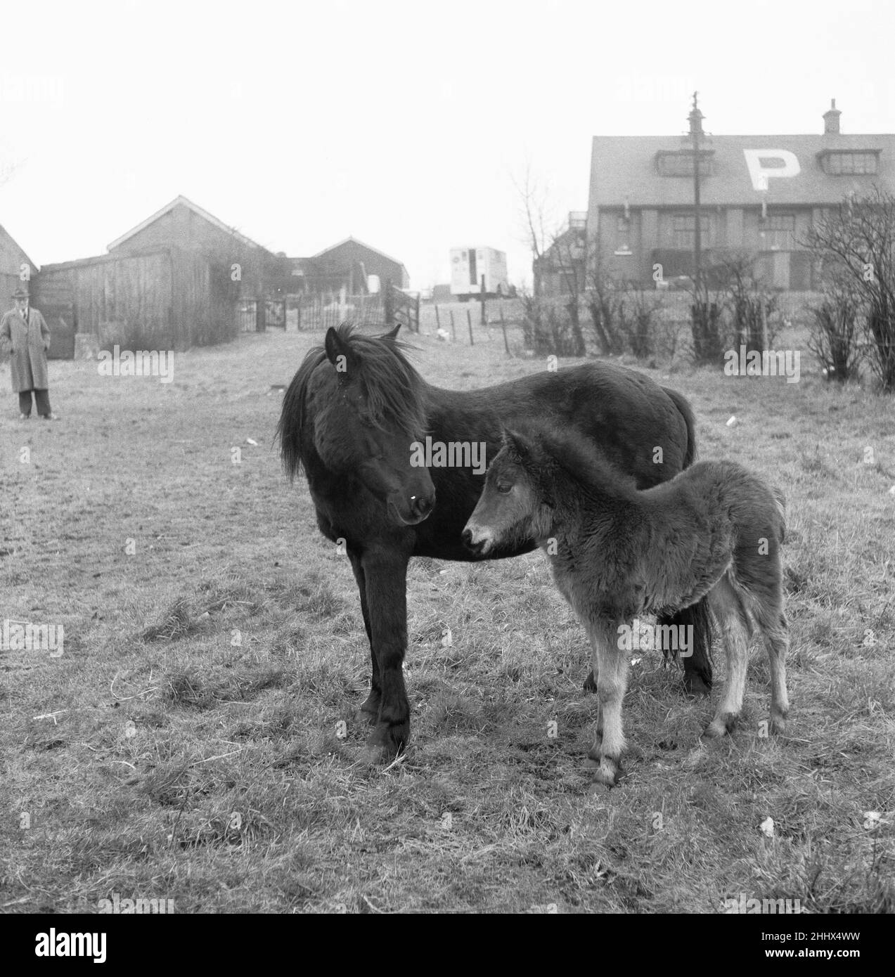 Un mare e un nemico visto qui nel paddock del dispensario del Popolo per gli animali malati Hospital, a llford (Essex) dopo il trattamento. 19th marzo 1954 Foto Stock