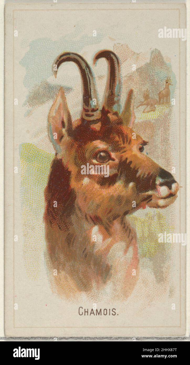 Chamois, dalla serie Wild Animals of the World (N25) per sigarette Allen & Ginter 1888 Allen & Ginter American Trade cards dalla serie 'Wild Animals of the World' (N25), rilasciato nel 1888 in un set di 50 carte per promuovere sigarette a marchio Allen & Ginter. Camoscio, dalla serie Wild Animals of the World (N25) per sigarette Allen & Ginter 409839 Foto Stock