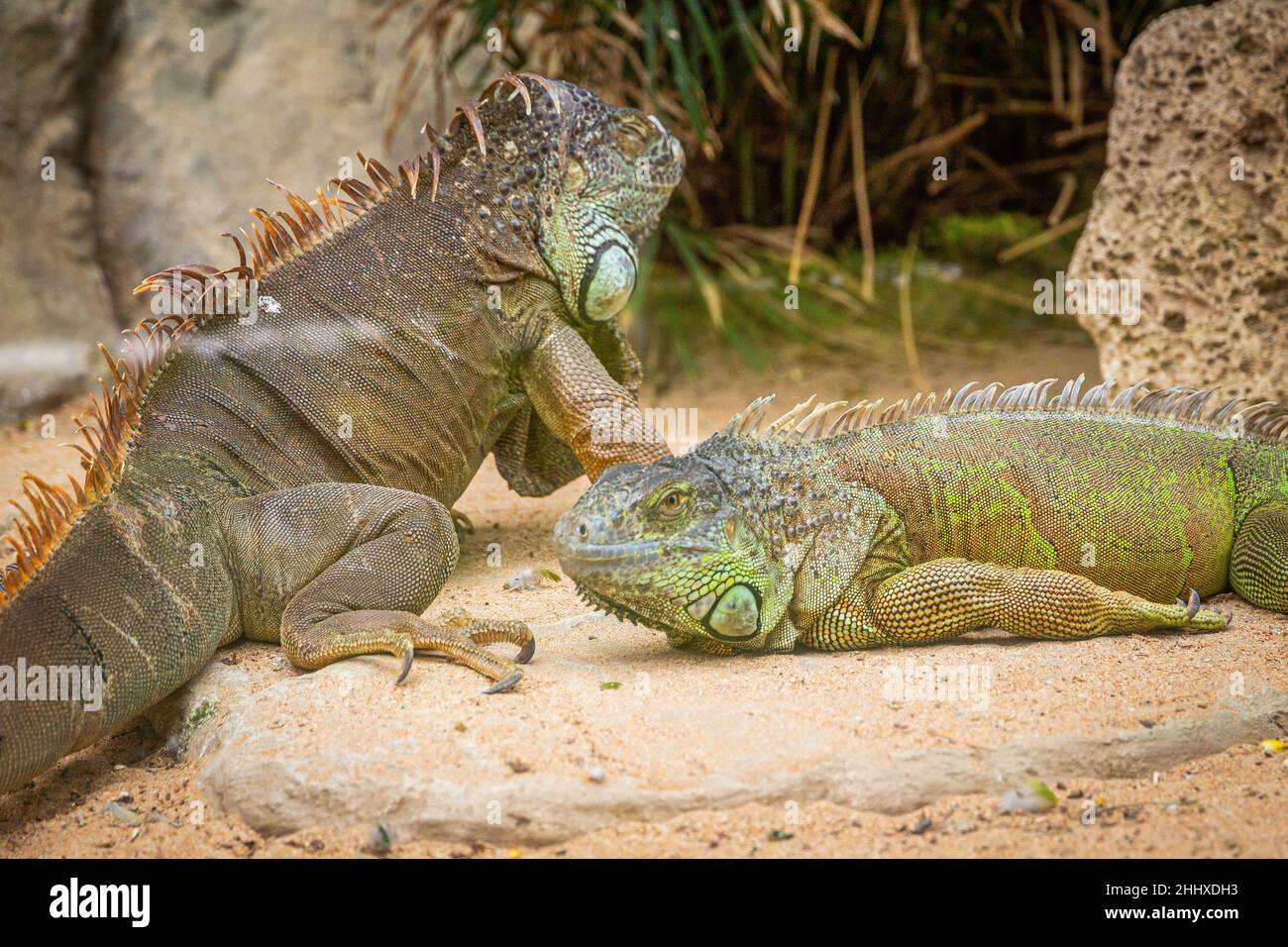 Due iguane adulte riposano sulla sabbia accanto ad un cactus Foto Stock