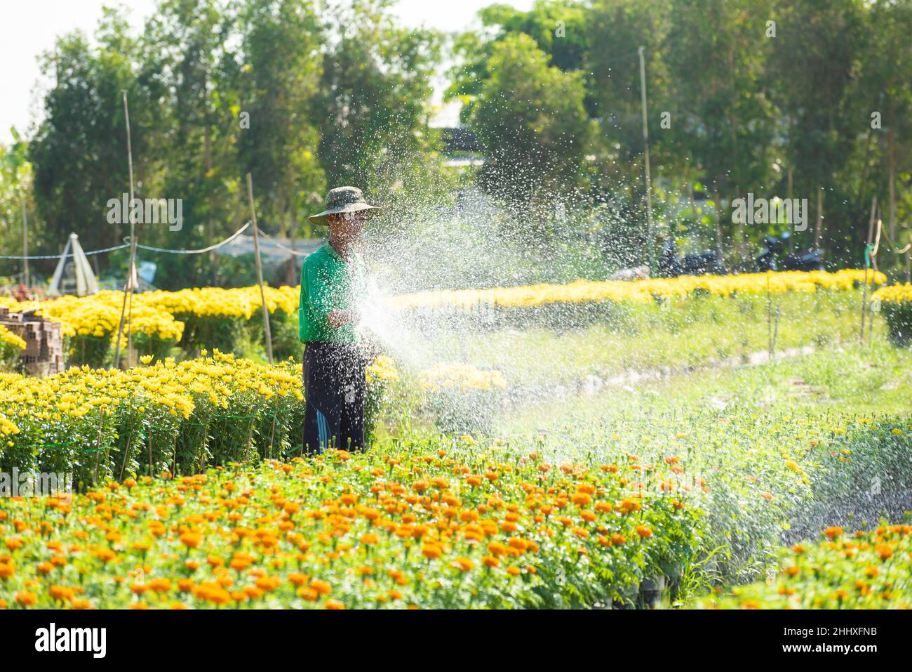 Immagine delle azioni gratuite di alta qualità royalty. Gli agricoltori si stanno occupando di cestini di fiori per prepararsi alla vendita durante il festival vietnamita Lunar Capodanno Foto Stock