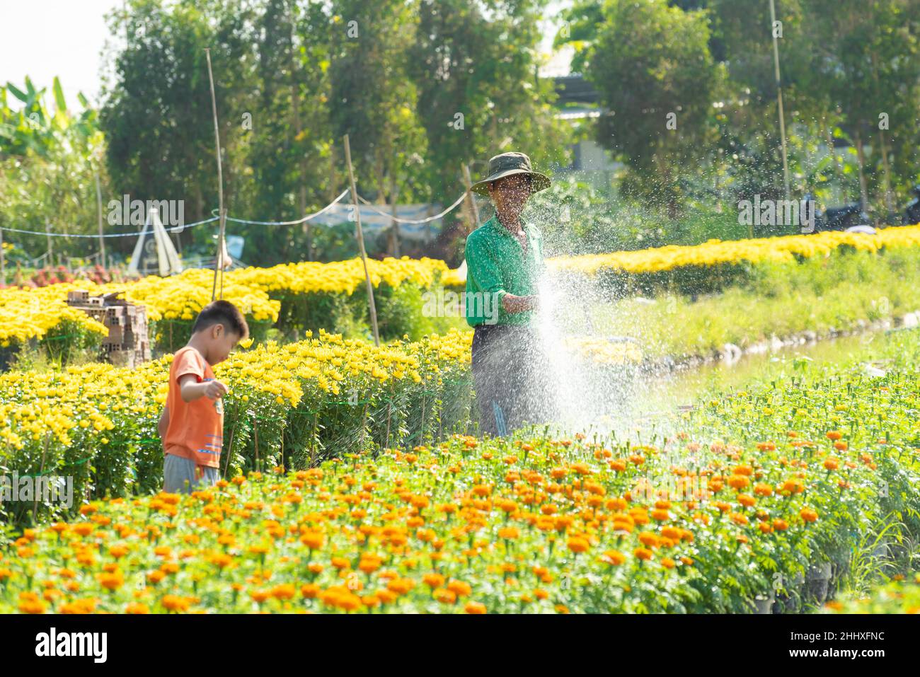 Immagine delle azioni gratuite di alta qualità royalty. Gli agricoltori si stanno occupando di cestini di fiori per prepararsi alla vendita durante il festival vietnamita Lunar Capodanno Foto Stock