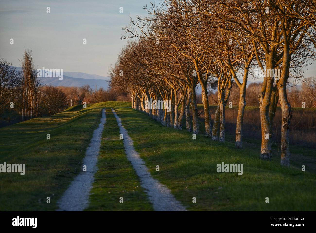 Scena di campagna, boschetto di noci in paesaggio di campagna e strada sterrata attraverso la fattoria, paesaggio Foto Stock